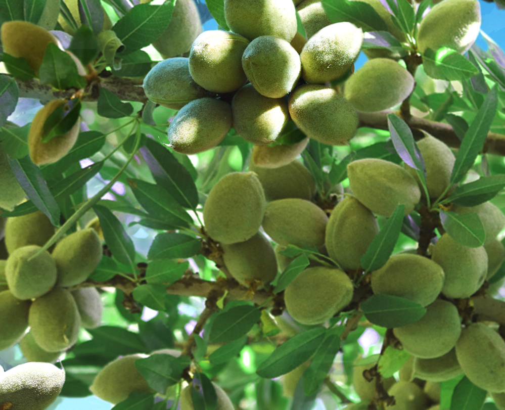 Select Harvests almonds on tree