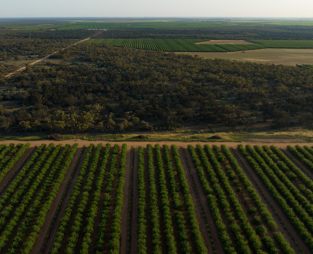 Select Harvests orchard from drone