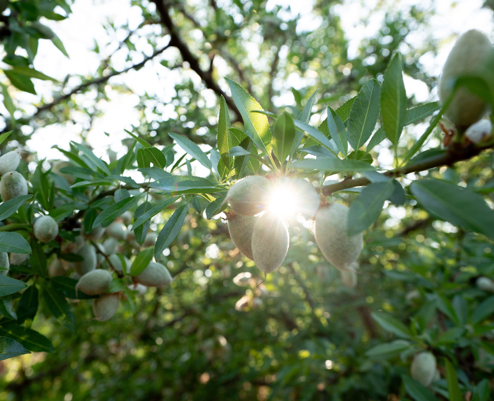 SHV Orchard sunglare